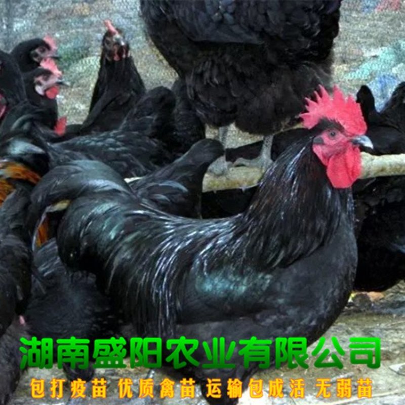 黑土鸡苗黑土二鸡苗黑鸡苗出壳鸡苗