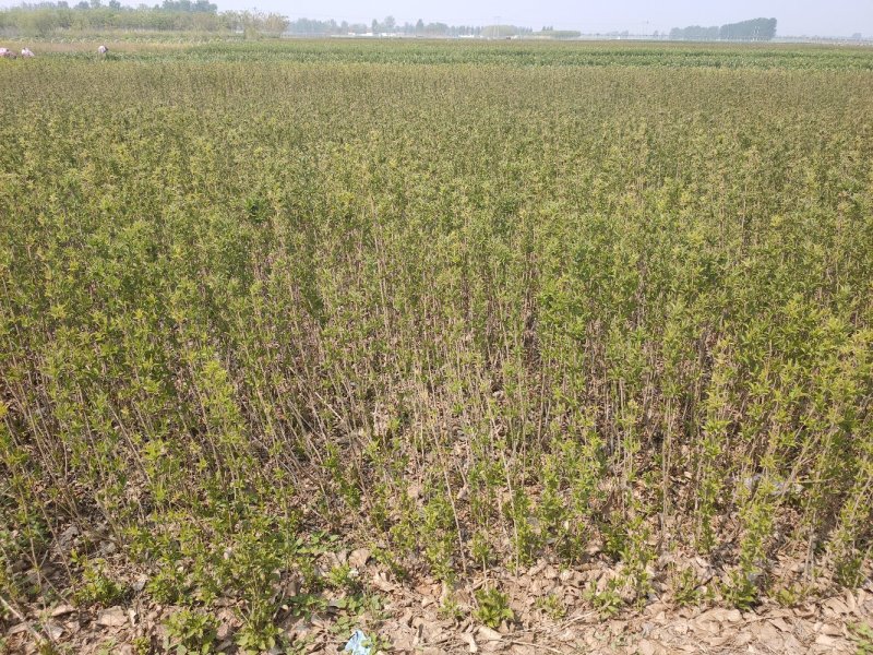 大量现货出售地栽红王子锦带