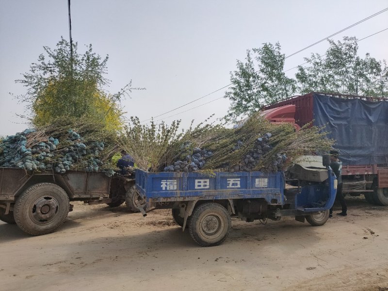 大量现货出售地栽红王子锦带