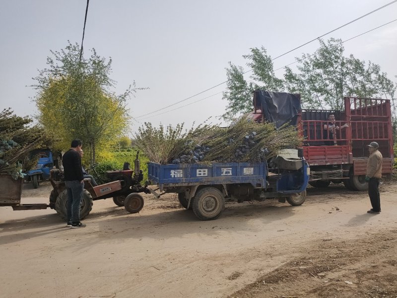 大量现货出售地栽红王子锦带