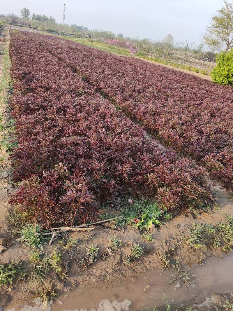 定州大量现货出售自己家营养杯芍药，1312的营养杯，