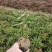 定州大量现货出售自己家营养杯芍药，1312的营养杯，