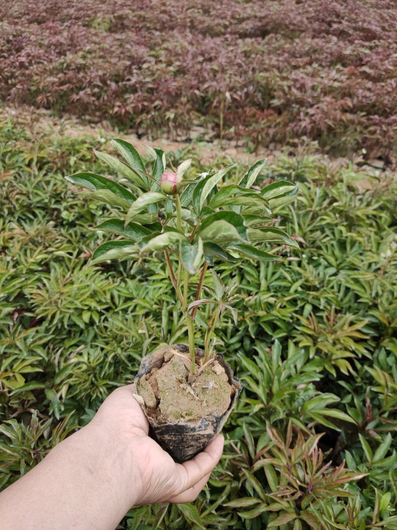 定州大量现货出售自己家营养杯芍药，1312的营养杯，