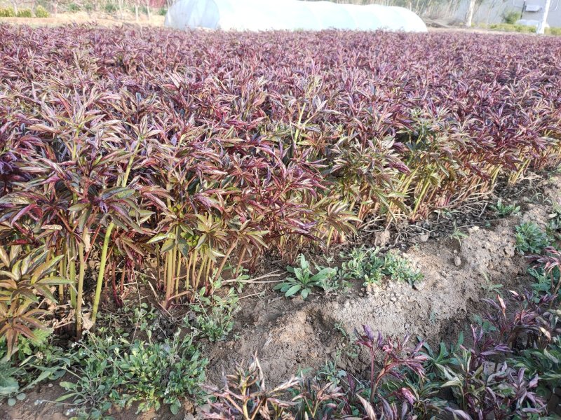 定州大量现货出售自己家营养杯芍药，1312的营养杯，
