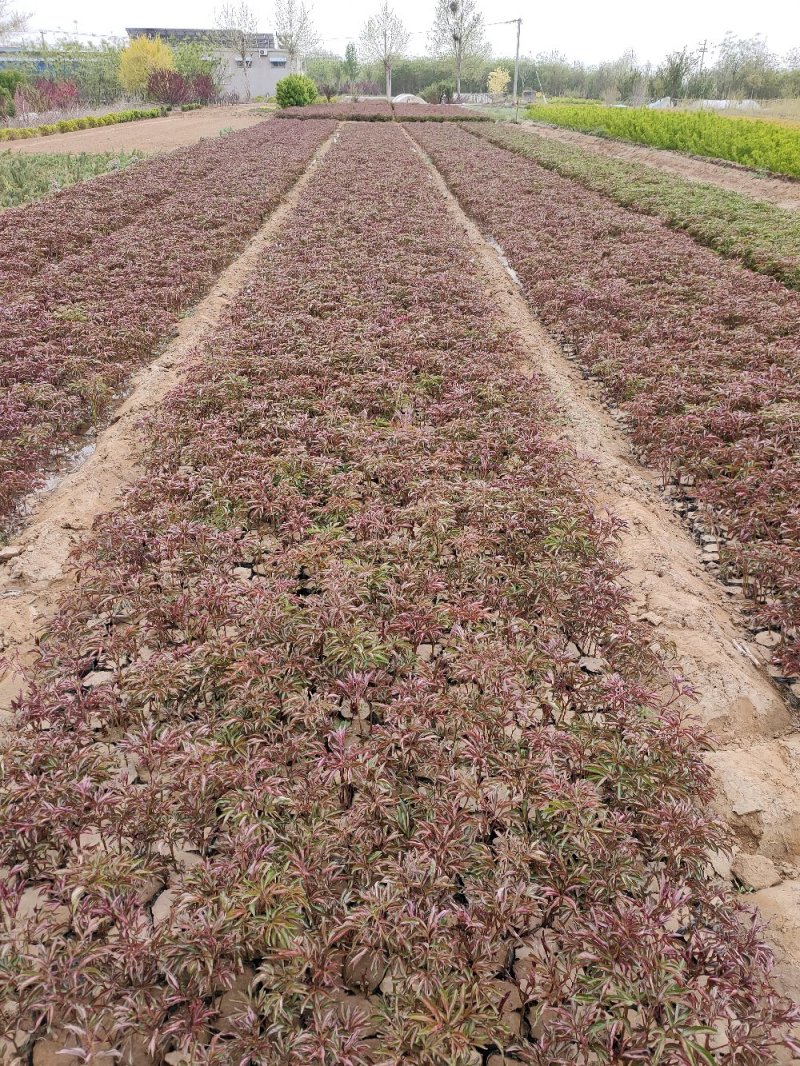 定州大量现货出售自己家营养杯芍药，1312的营养杯，