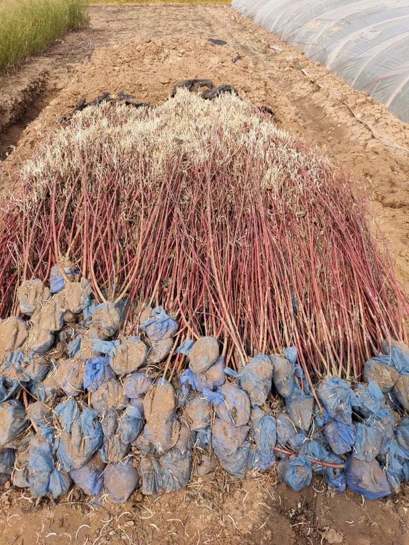 大量现货出售大田丛生红瑞木