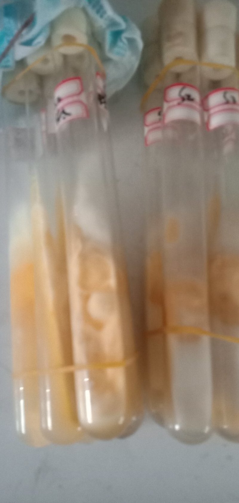 北虫草，蛹虫草菌种，母种