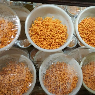 北虫草，蛹虫草菌种，母种
