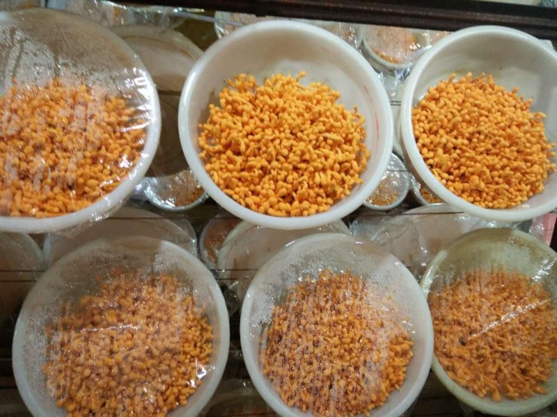 北虫草，蛹虫草菌种，母种