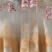 北虫草，蛹虫草菌种，母种