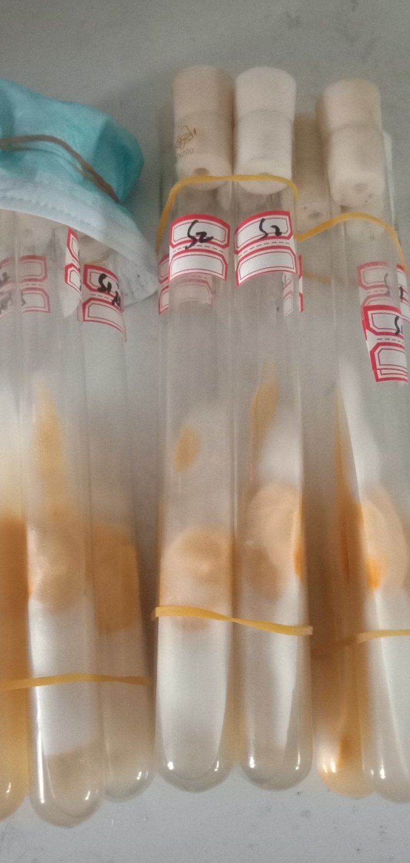 北虫草，蛹虫草菌种，母种