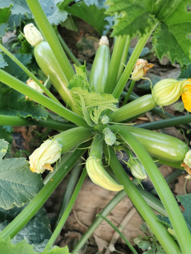 精品西葫芦万亩油绿色西葫芦条行好商超市场