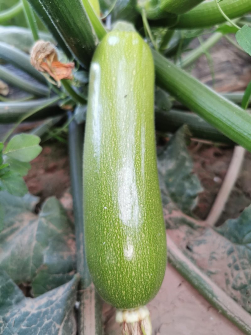 精品西葫芦万亩油绿色西葫芦条行好商超市场