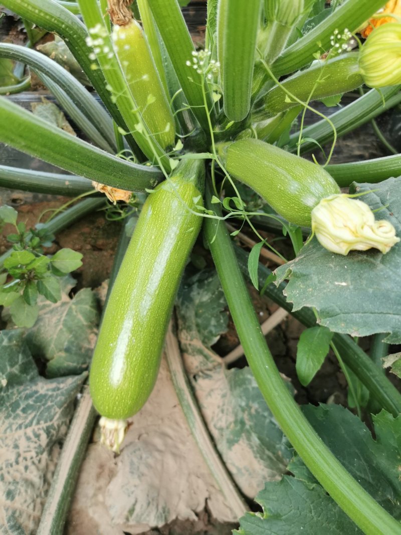 精品西葫芦万亩油绿色西葫芦条行好商超市场