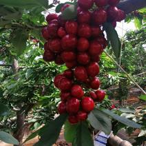 山东泰安新泰陆地樱桃早期成熟的产地大棚樱桃有现货！