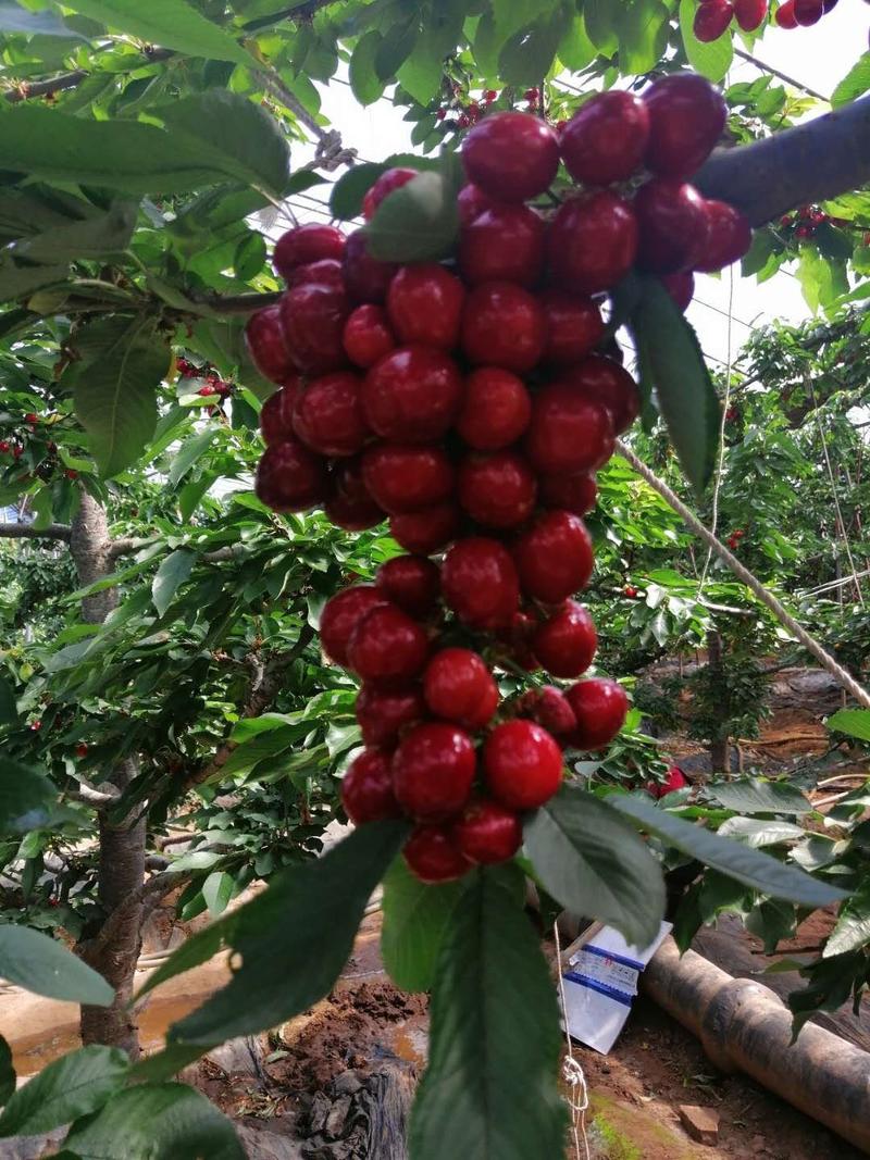 山东泰安新泰陆地樱桃早期成熟的产地大棚樱桃有现货！