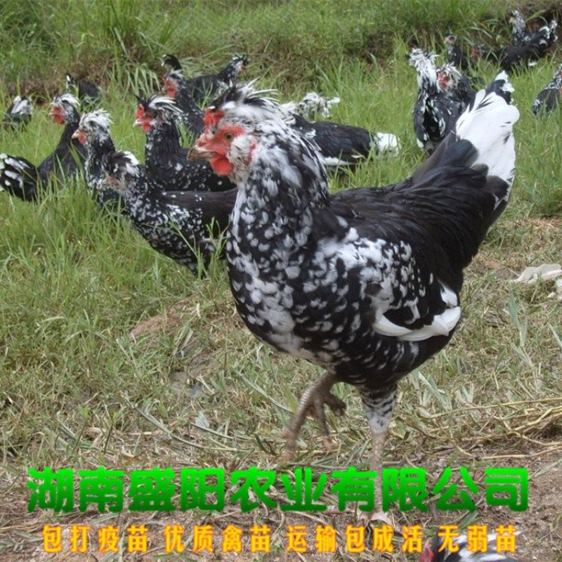 贵妃鸡苗凤冠鸡苗出壳只一天的小鸡苗