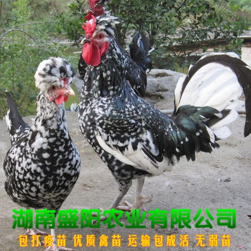 贵妃鸡苗凤冠鸡苗出壳只一天的小鸡苗