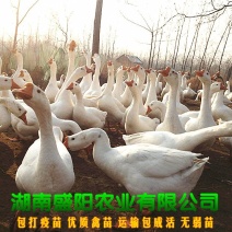 厂价直销湖南白鹅苗包运输包成活包疫苗质量有保证