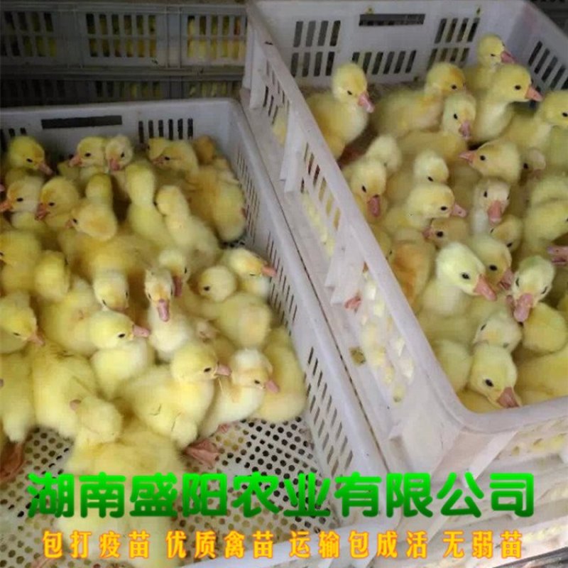 厂价直销湖南白鹅苗包运输包成活包疫苗质量有保证