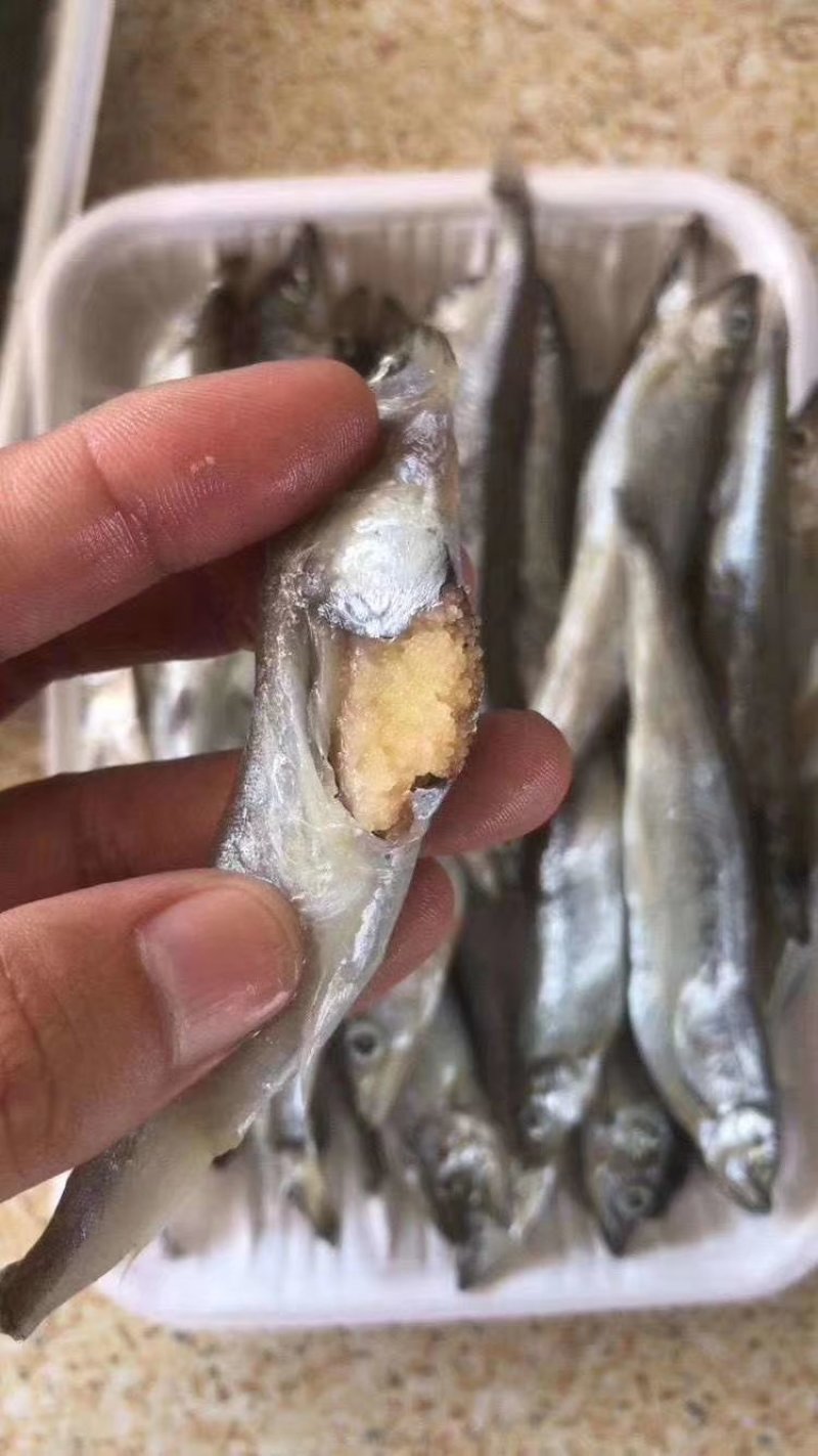多春鱼满籽鲜活冷冻新鲜加拿大原装进口
