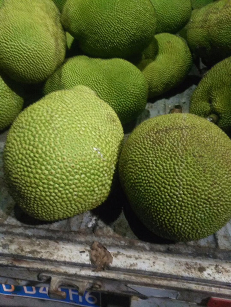 广东菠萝蜜大量上市黄肉红肉菠萝蜜齐全供应专业验果团队