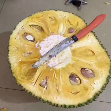 菠萝蜜热带水果专业验果团队