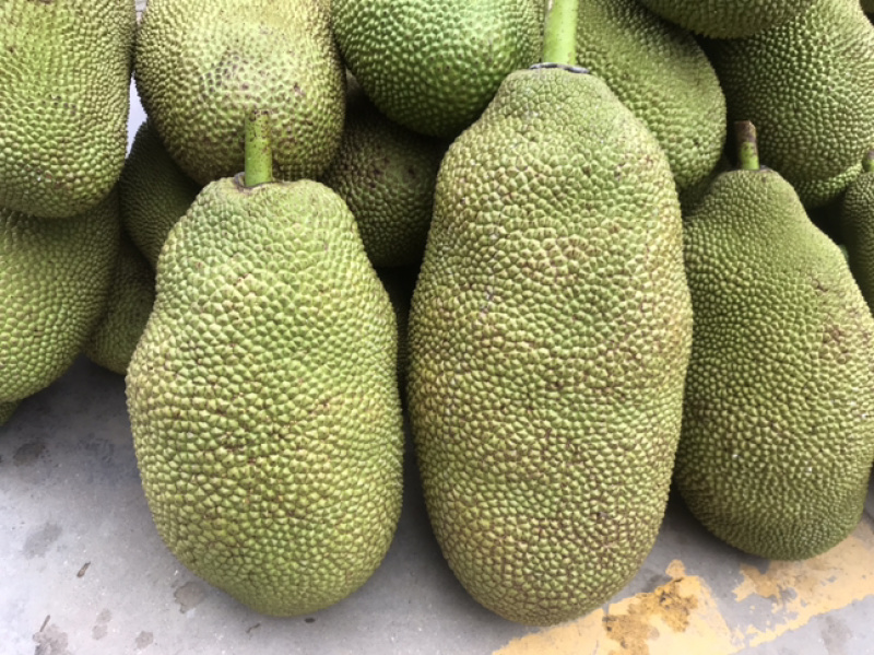 广东菠萝蜜大量上市黄肉红肉菠萝蜜齐全供应专业验果团队