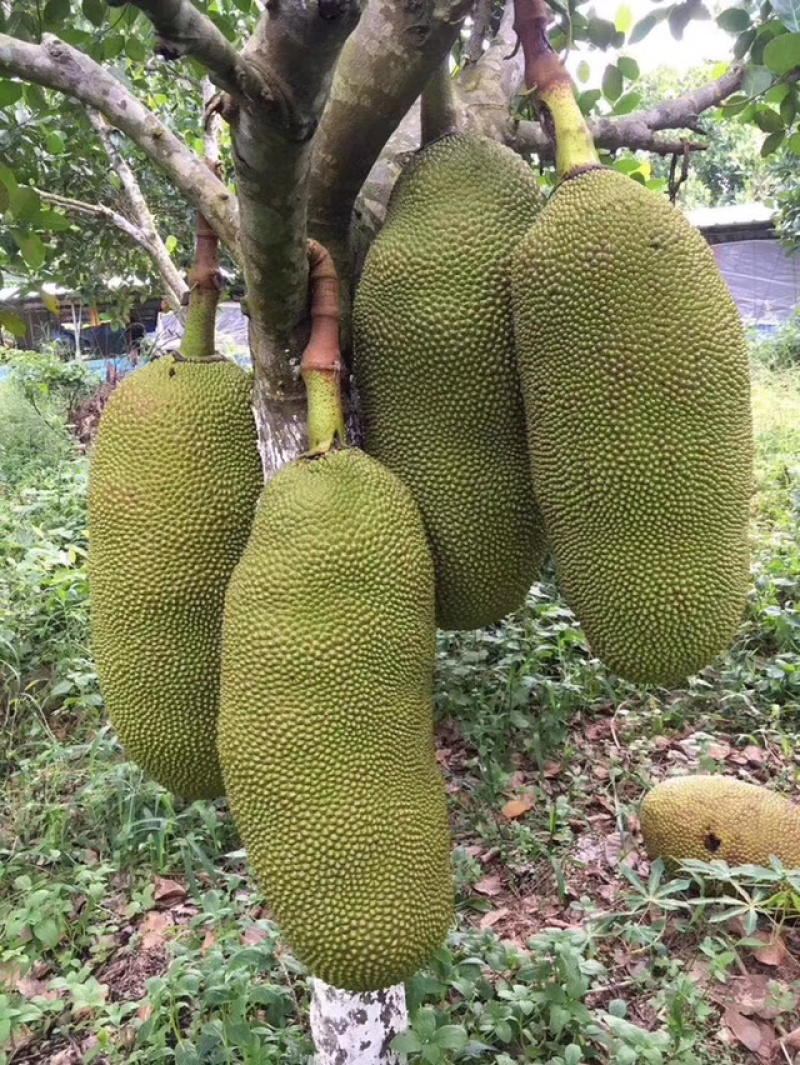 广东菠萝蜜大量上市黄肉红肉菠萝蜜齐全供应专业验果团队