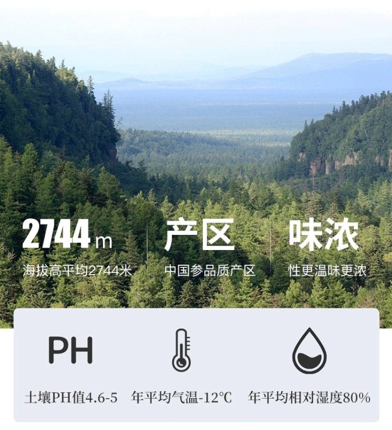 独立包装软质西洋参片国产西洋参切片东北特产西洋参片