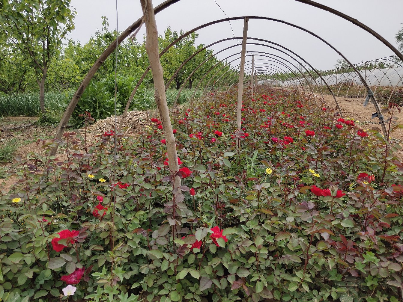 油菜花节活动现场