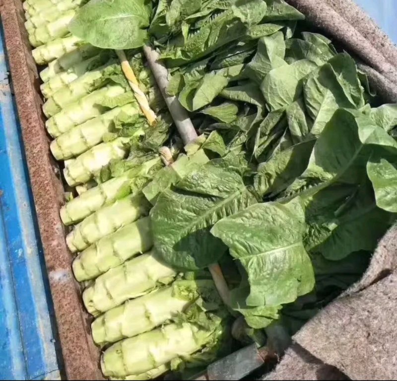 红叶莴笋个头均匀色亮质量好专业走市场专业代办