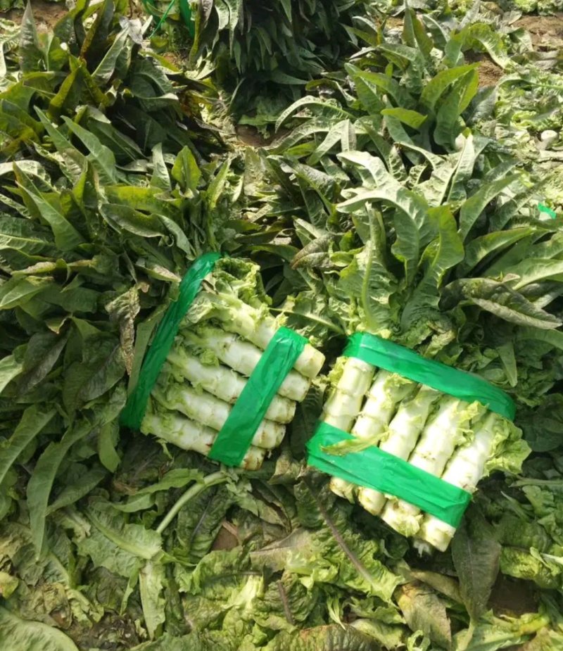 红叶莴笋个头均匀色亮质量好专业走市场专业代办
