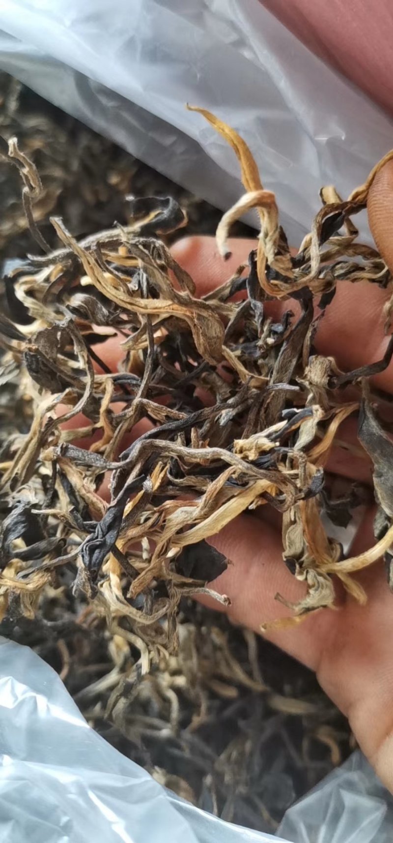云南风庆野生乔木大树红