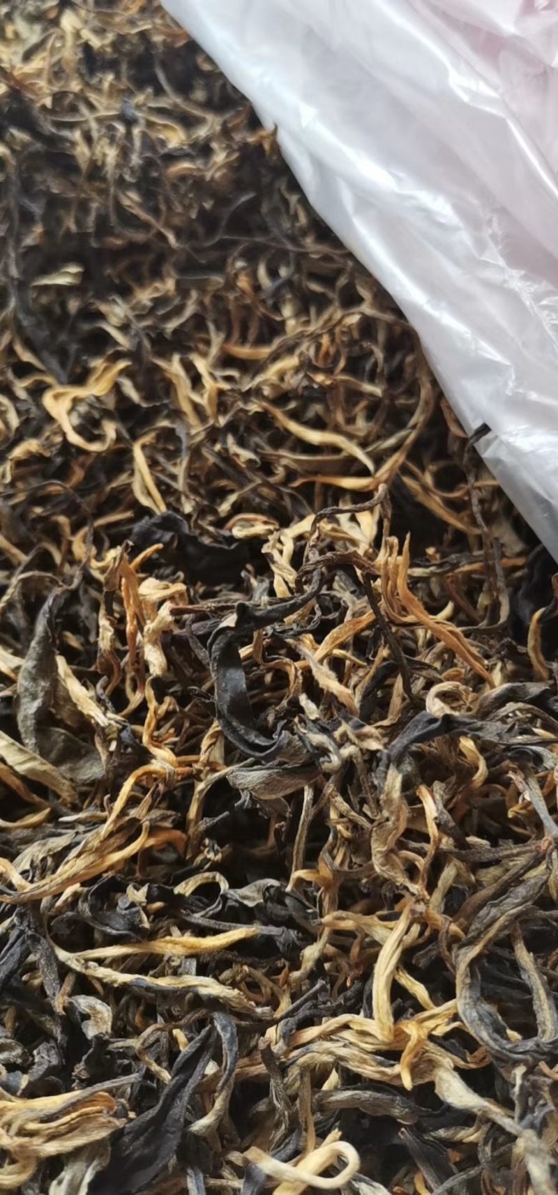 云南风庆野生乔木大树红