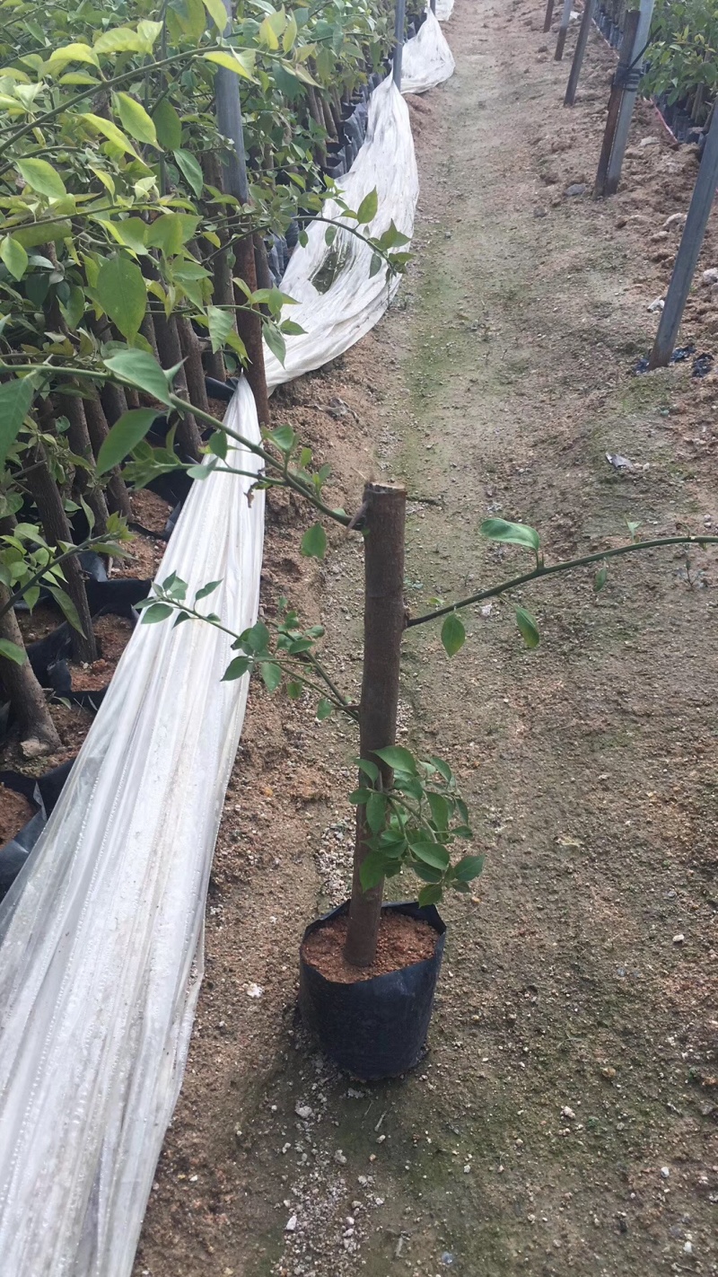 三角梅