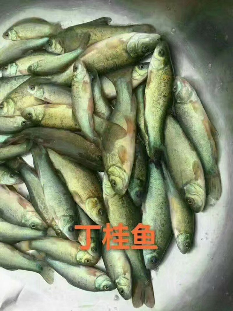 优质丁桂鱼苗，成活率高，病毒少，欢迎订购