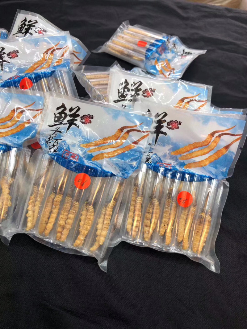 西藏新鲜虫草批发真空包装