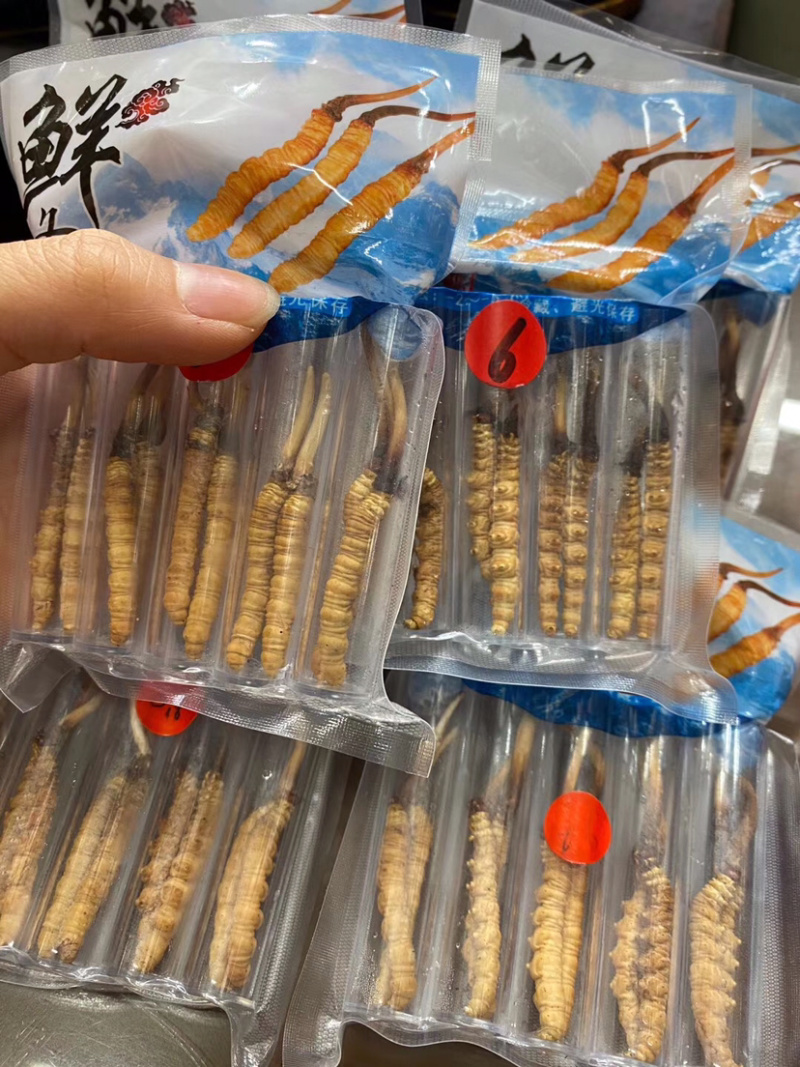 西藏新鲜虫草批发真空包装