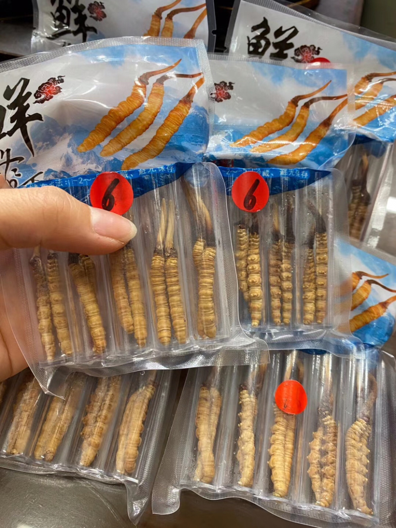 西藏新鲜虫草批发真空包装