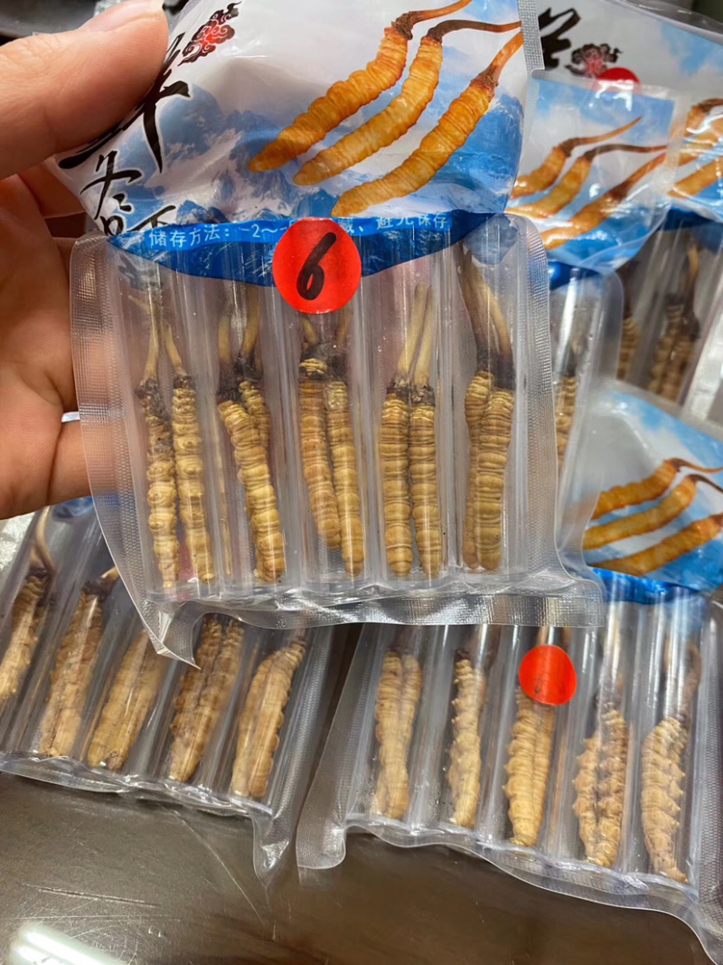 西藏新鲜虫草批发真空包装