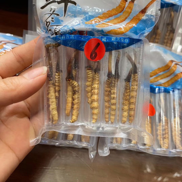 西藏新鲜虫草批发真空包装
