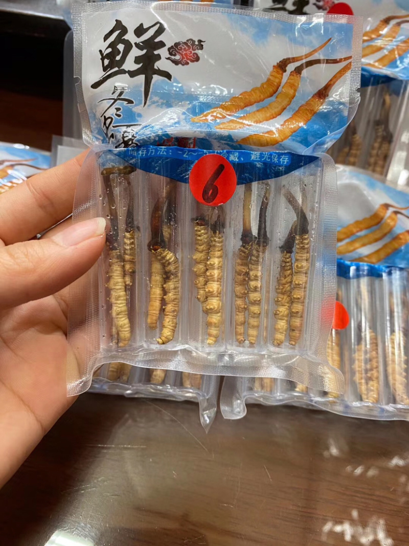 西藏新鲜虫草批发真空包装