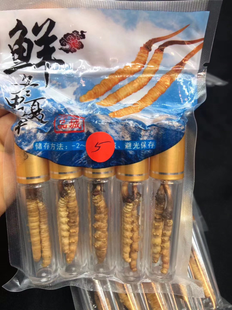 西藏新鲜虫草批发真空包装
