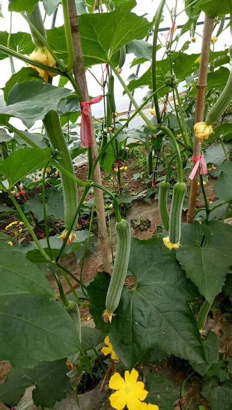 专业丝瓜
