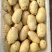 【精品土豆】山东肥城大棚荷兰十五土豆产地直购全国发货