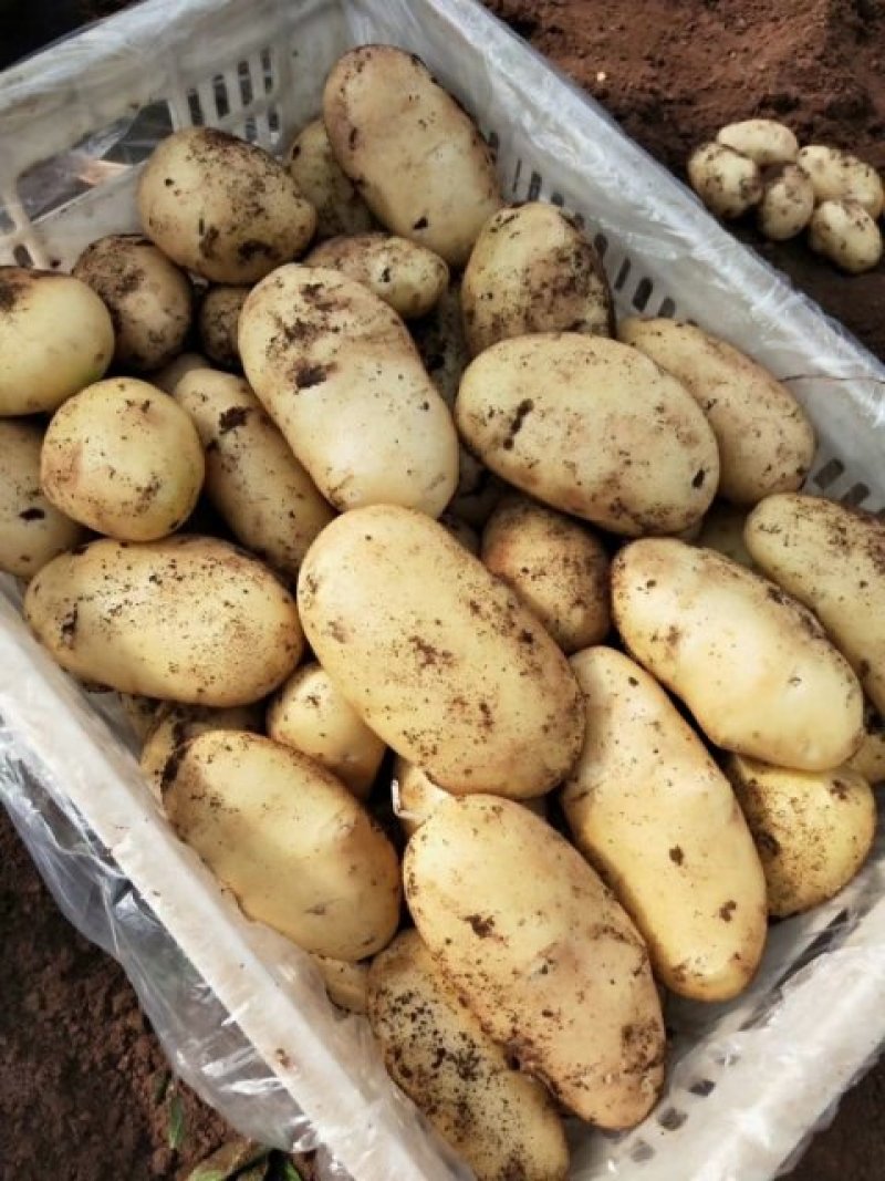 【精品土豆】山东肥城大棚荷兰十五土豆产地直购全国发货