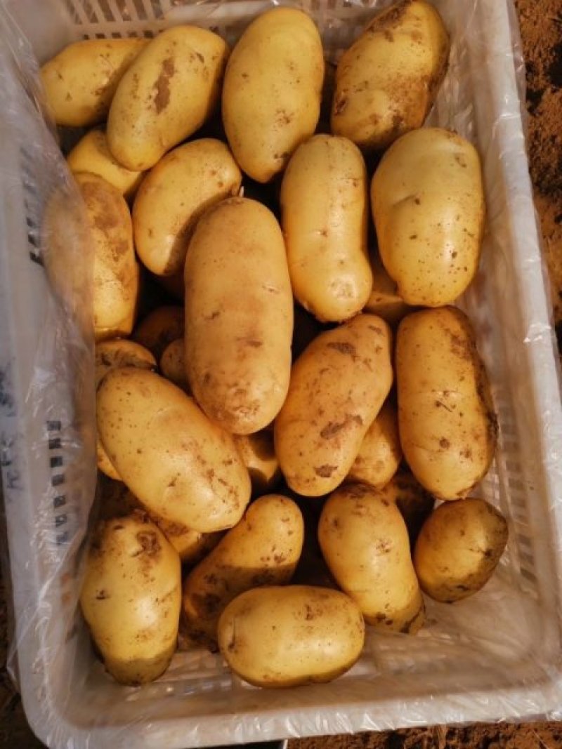 【精品土豆】山东肥城大棚荷兰十五土豆产地直购全国发货