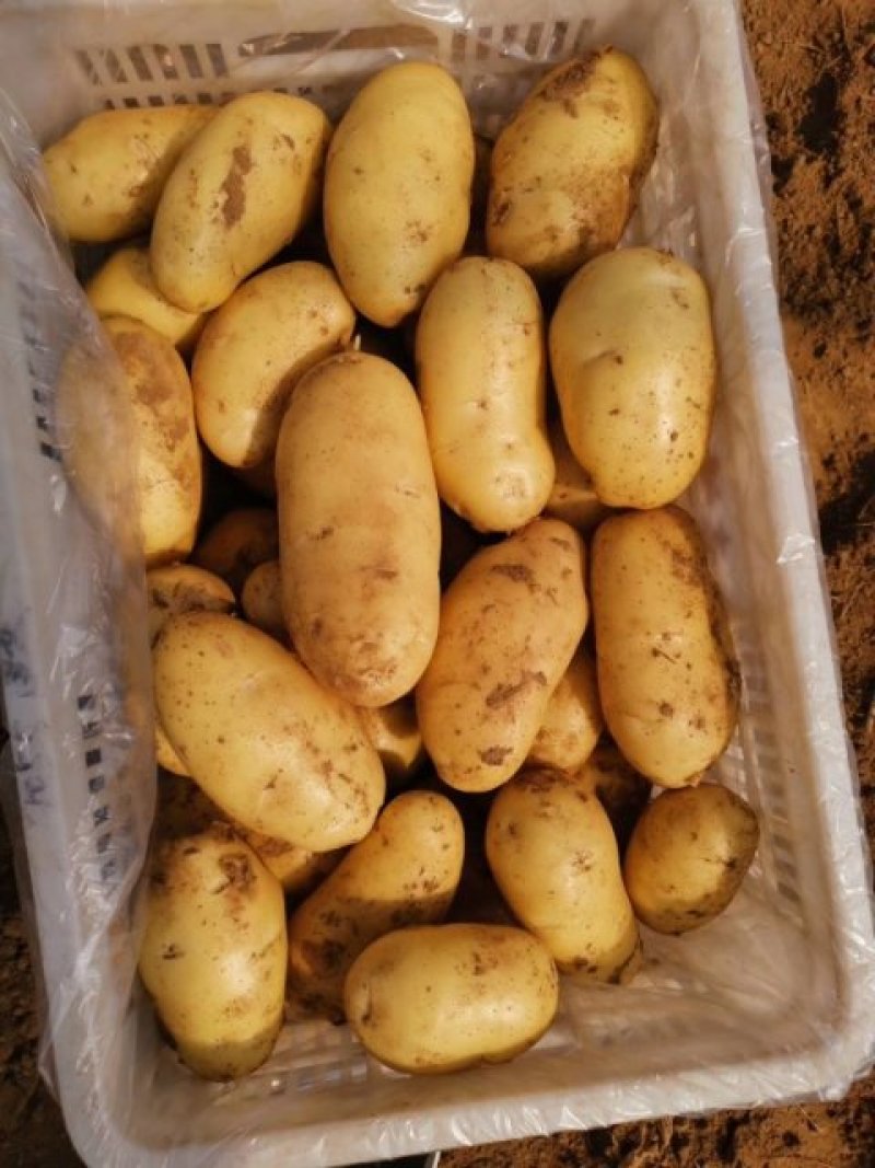 【精品土豆】山东肥城大棚荷兰十五土豆产地直购全国发货