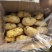 【精品土豆】山东肥城大棚荷兰十五土豆产地直购全国发货